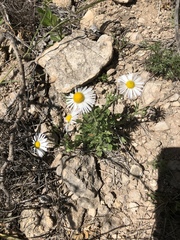 Aphanostephus riddellii