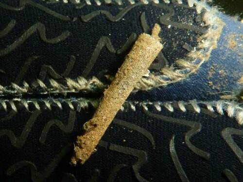 trumpet worm, Kitzeberg, 24226 Heikendorf, Deutschland, photo 5 of 10