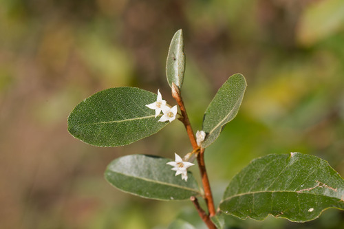 Elaeagnus umbellata