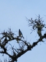 Cyanocitta cristata image