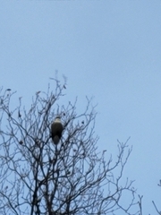 Perisoreus canadensis image