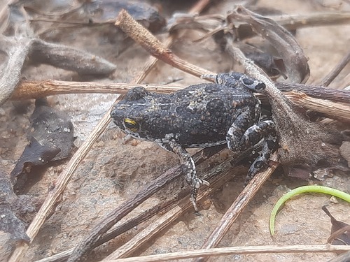 Beira Pygmy Toad