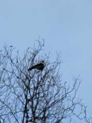 Perisoreus canadensis image