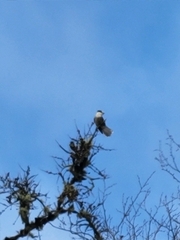 Perisoreus canadensis image