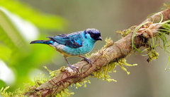 Chalcothraupis ruficervix