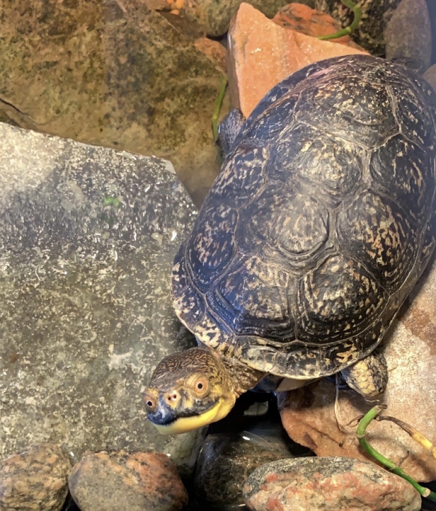 Blanding's Turtle in August 2023 by carmynlake · iNaturalist