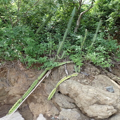 Acanthocereus tetragonus image