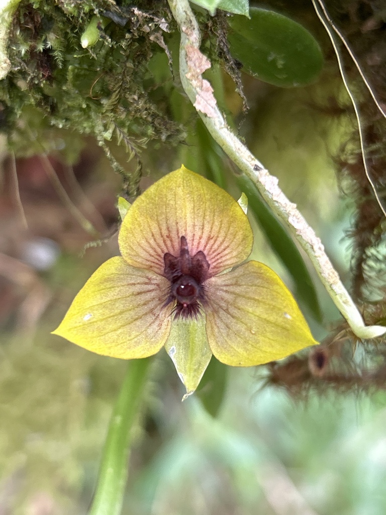 Telipogon cuyujensis