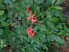 Rhododendron calendulaceum