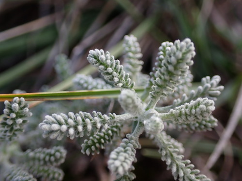 Image of Santolina decumbens by (c) Louis Aureglia, some rights reserved (CC BY)
