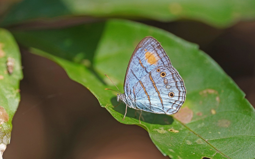 Caeruleuptychia helios