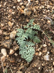 Lomatium mohavense