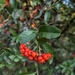 Firethorn - Photo (c) Johnny Roger Pedersen, some rights reserved (CC BY-NC), uploaded by Johnny Roger Pedersen