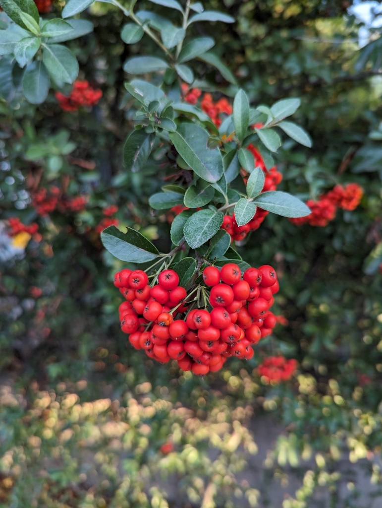 Pyracantha coccinea