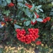 Firethorn - Photo (c) Johnny Roger Pedersen, some rights reserved (CC BY-NC), uploaded by Johnny Roger Pedersen