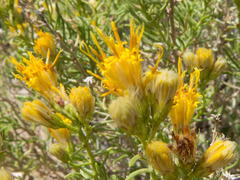 Ericameria laricifolia