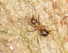 Formica polyctena × rufa