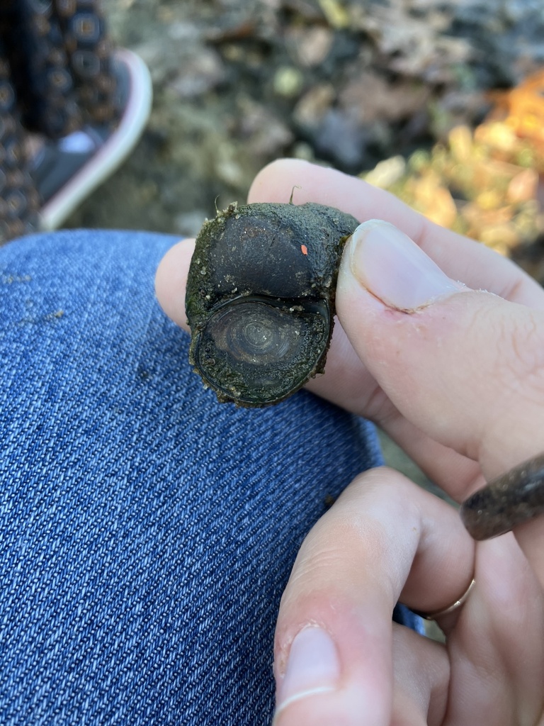 Chinese Mystery Snail from Mercer County Park, Princeton Junction, NJ