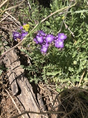 Phacelia popei