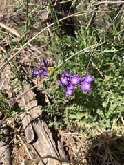 Phacelia popei