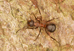 Formica polyctena × rufa