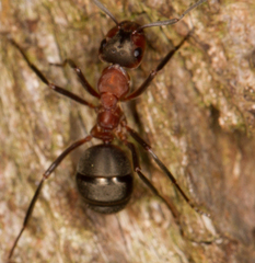 Formica polyctena × rufa