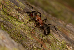 Formica polyctena × rufa