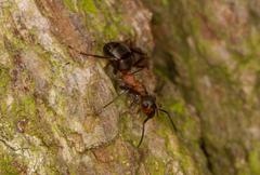 Formica polyctena × rufa