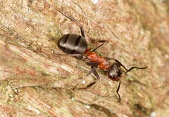 Formica polyctena × rufa