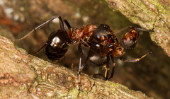 Formica polyctena × rufa