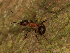Formica polyctena × rufa