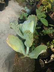 Kalanchoe marmorata