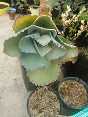 Kalanchoe marmorata