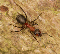 Formica polyctena × rufa