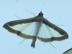 Diaphania superalis