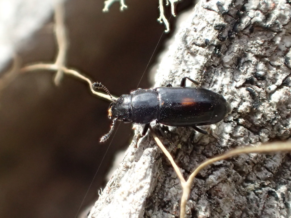Glischrochilus lecontei