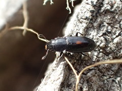 Glischrochilus lecontei