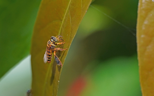 Paratetrapedia lineata