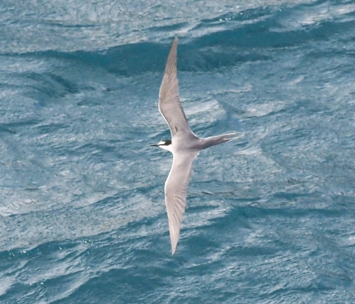 Grey-backed Tern (Onychoprion lunatus)