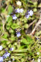 Lobelia feayana