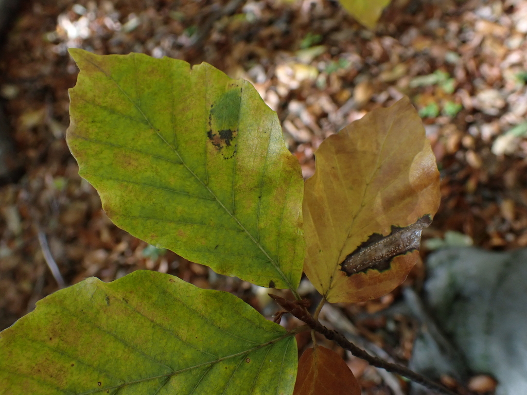 Beech Midget