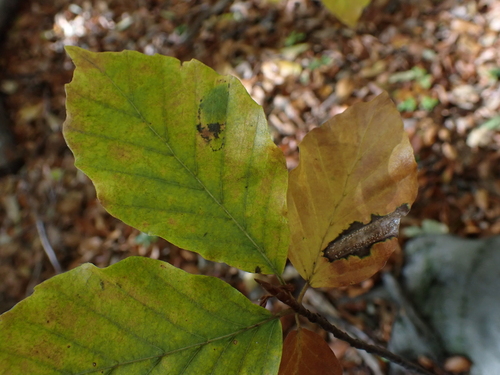 Beech Midget
