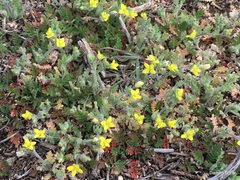 Tropidocarpum gracile