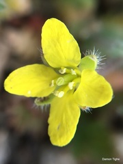 Tropidocarpum gracile