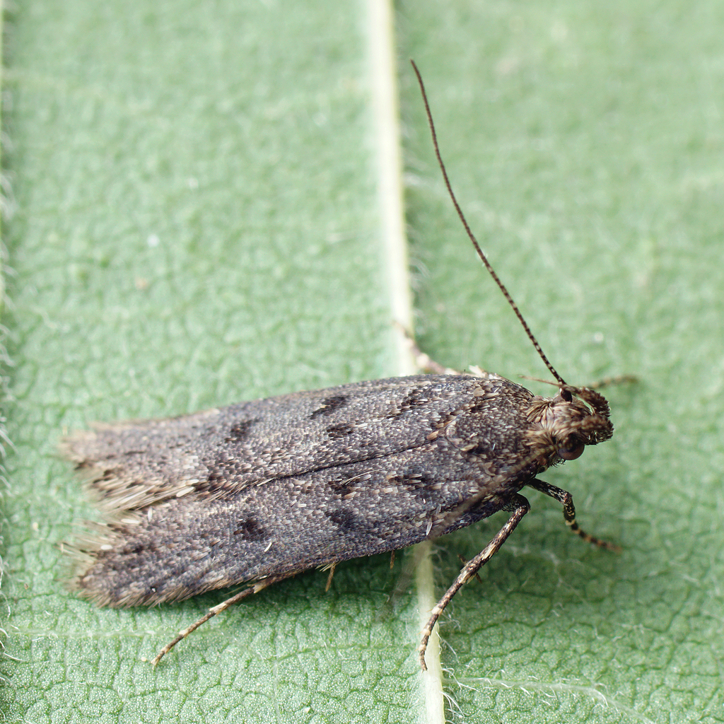 Prolita solutella