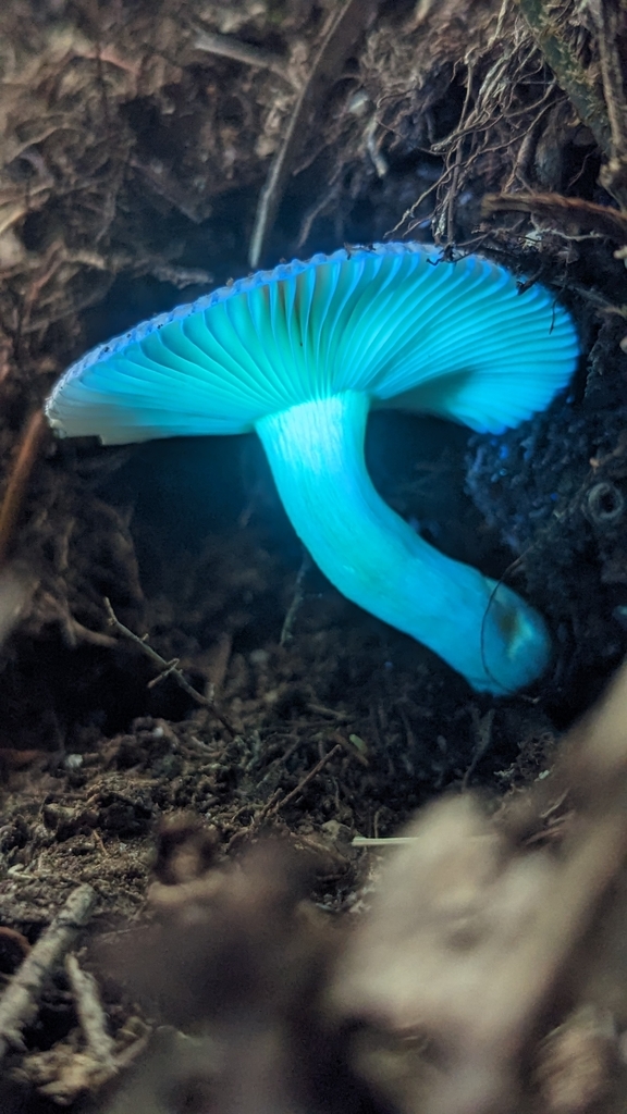Russula puiggarii