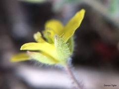 Tropidocarpum gracile