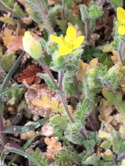 Tropidocarpum gracile