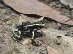 Yellow-Striped Poison Frog photo 3