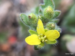 Tropidocarpum gracile